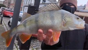 European Perch