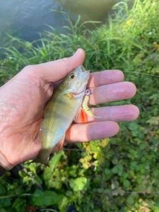 European Perch
