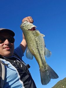 Largemouth Bass