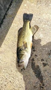 Largemouth Bass