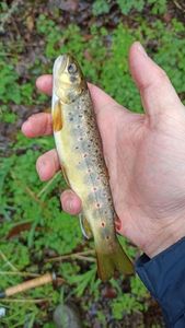 Brown Trout