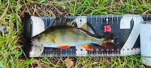 European Perch