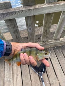European Perch