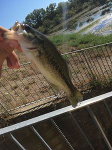Largemouth Bass
