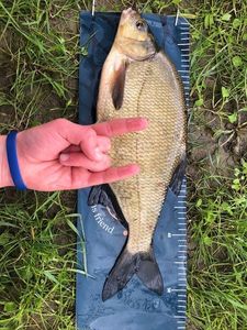 Common Bream