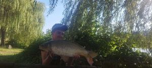 Common Carp