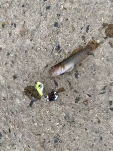 Round Goby