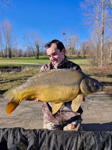 Mirror Carp