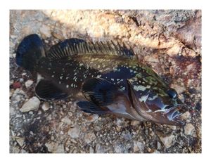 Brown Grouper (Dusky)