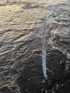 Garfish