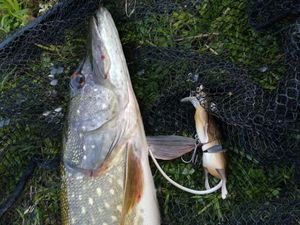 Northern Pike