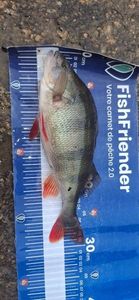 European Perch