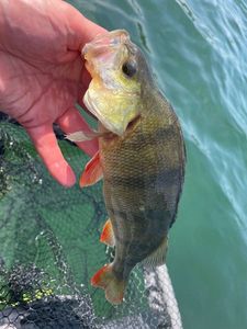 European Perch