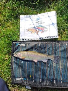 Rainbow Trout