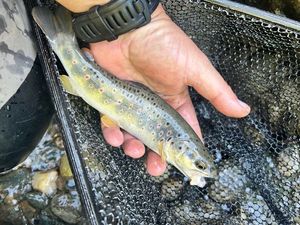 Brown Trout