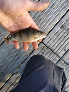 European Perch