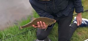 Crucian Carp