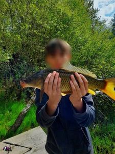 Common Carp