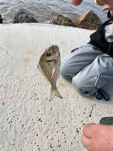 Gilthead Seabream