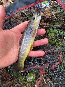 Brown Trout