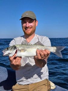 European Bass (Seabass)