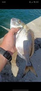 Gilthead Seabream