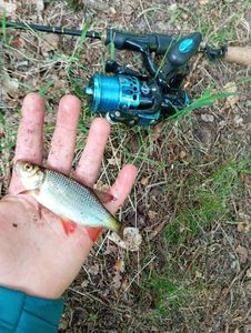 Roach