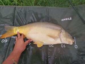 Mirror Carp