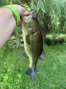 Largemouth Bass