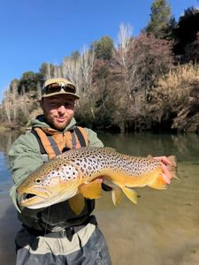 Brown Trout