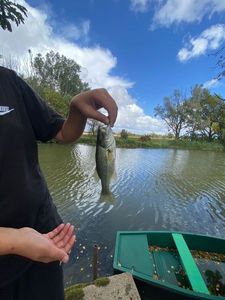 Largemouth Bass