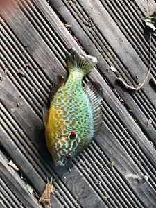 Green Sunfish