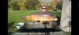 Mirror Carp
