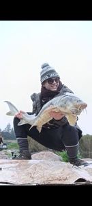 Sturgeon
