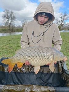Common Carp