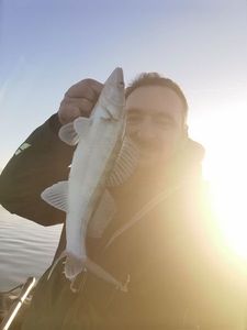 Zander