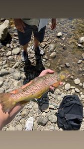 Brown Trout