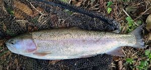 Rainbow Trout