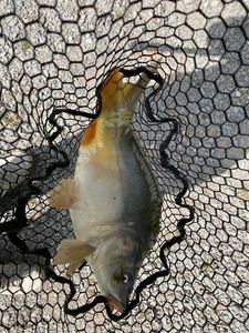 Leather Carp
