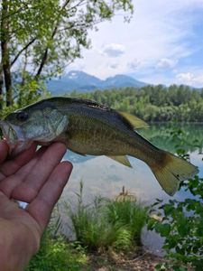 Largemouth Bass
