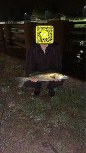 Zander
