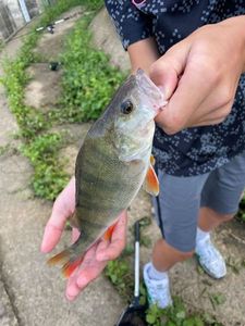 European Perch