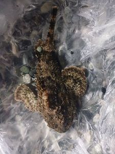 Spotted Scorpionfish