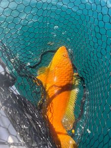 Ballan Wrasse