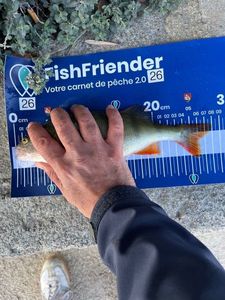 European Perch