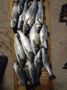 European Bass (Seabass)