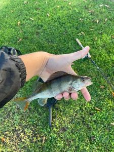 Yellow Perch
