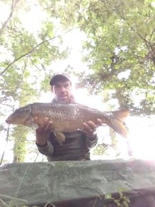 Common Carp