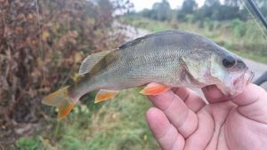 European Perch