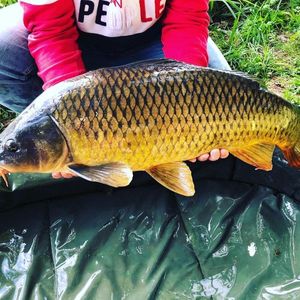 Common Carp